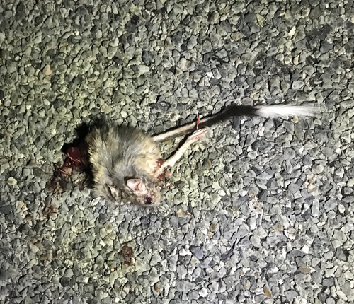 Banner-tailed Kangaroo Rat (Dipodomys spectabilis)