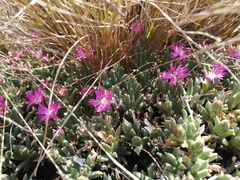 Ruschia pulvinaris