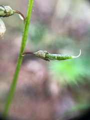 Astragalus robbinsii