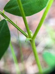Astragalus robbinsii