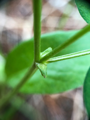 Astragalus robbinsii