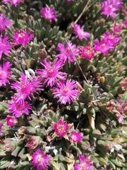 Ruschia pulvinaris