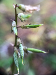 Astragalus robbinsii