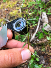 Astragalus robbinsii