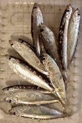 Clupeonella cultriventris