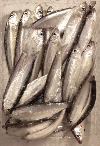 Azov kilka (Clupeonella cultriventris) — Clupeidae — 4
