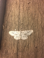 Stenoporpia pulmonaria