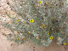 Helianthus niveus