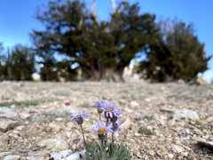 Erigeron pygmaeus