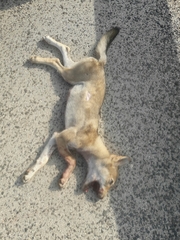 Canis lupus pallipes