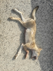 Canis lupus pallipes