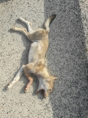 Canis lupus pallipes