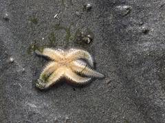 Asteriidae