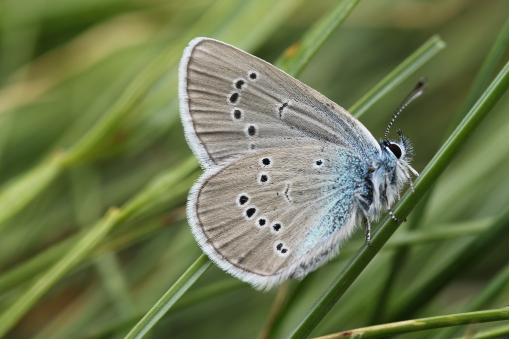 Mazarine Blue