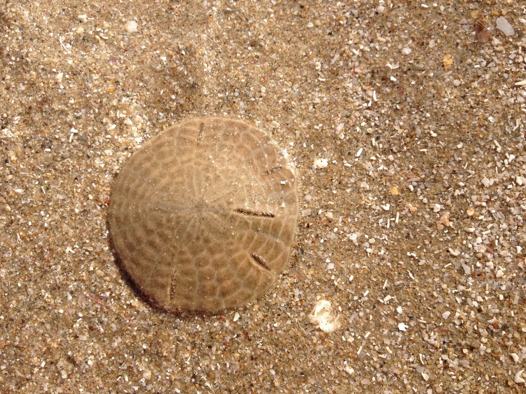 Neognathostomata