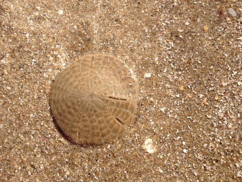 Common Sand Dollar (Echinarachnius parma) · iNaturalist