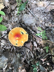 Amanita parcivolvata