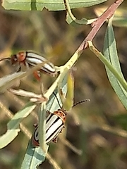 Disonycha alternata