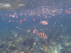 Acanthurus chirurgus
