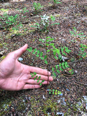 Astragalus robbinsii