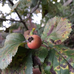 Crataegus harbisonii