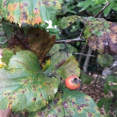 Crataegus harbisonii