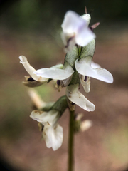 Astragalus robbinsii