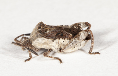 Merocoris