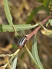 Disonycha alternata
