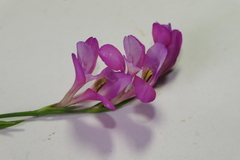 Gladiolus communis