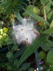 Asclepias curassavica