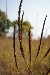 Veronicastrum virginicum