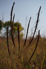Veronicastrum virginicum