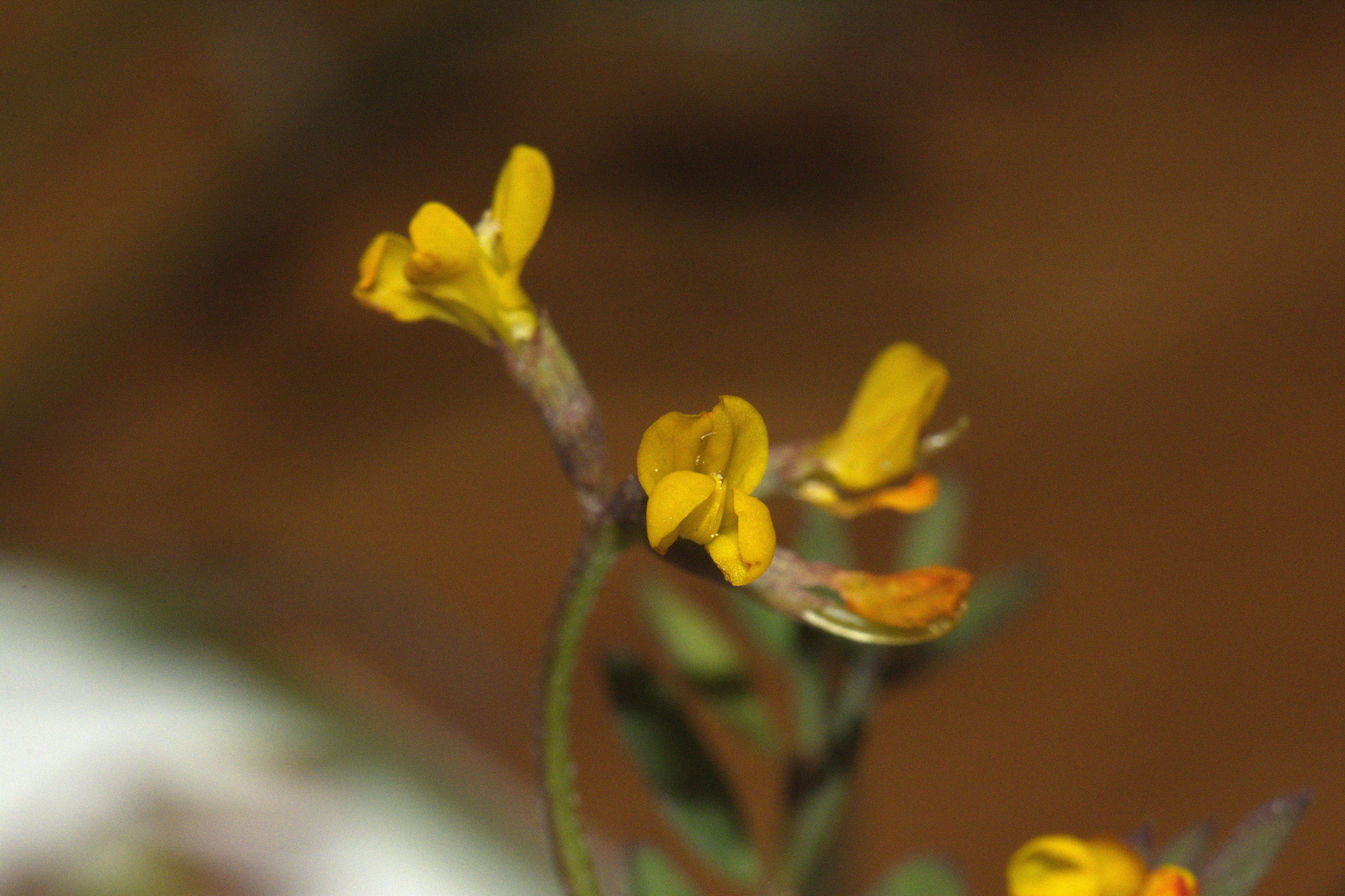 Ornithopus pinnatus