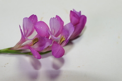 Gladiolus communis