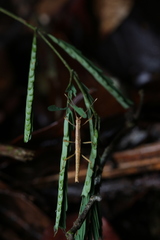 Pygirhynchus toledopizai