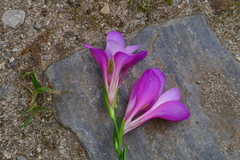 Gladiolus communis