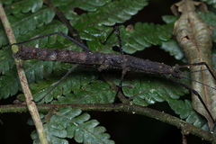 Pygirhynchus toledopizai