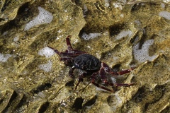 Grapsus albolineatus