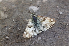 Muschampia lavatherae