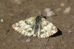 Muschampia lavatherae