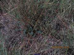 Sanguisorba officinalis