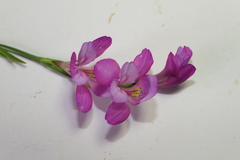 Gladiolus communis