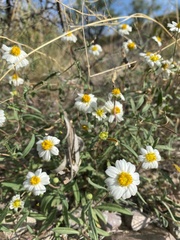 Eriophyllum lanosum
