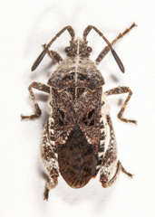 Merocoris