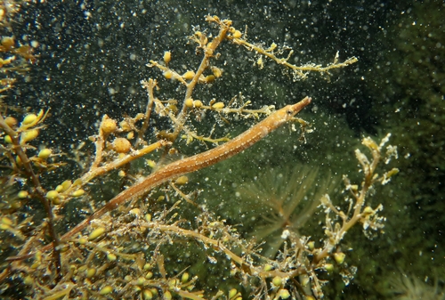 Black-striped Pipefish