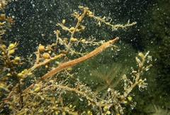 Syngnathus abaster