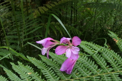 Gladiolus communis