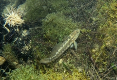 Gobius ophiocephalus