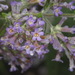 Buddleja salviifolia - Photo (c) Pat Enright,  זכויות יוצרים חלקיות (CC BY-NC)